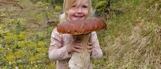 Elvira, 3, hittade jättesvamp ✓ 1,5 kilo ✓ Togs hem för torkning