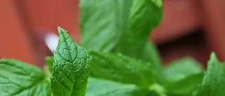 Färska blad och örter i sommarköket