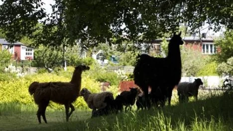 Alpackor är utpräglade flockdjur och försvarar sin flock väl. De kan vara ett perfekt skydd för en fårhjord till exempel.