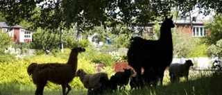 Populär sydamerikan
