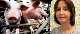 Veterinär: "Grisbönder behöver känna sig oroliga för svinpest"