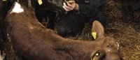 Kommunerna behöver
 djurskyddsinspektörer
