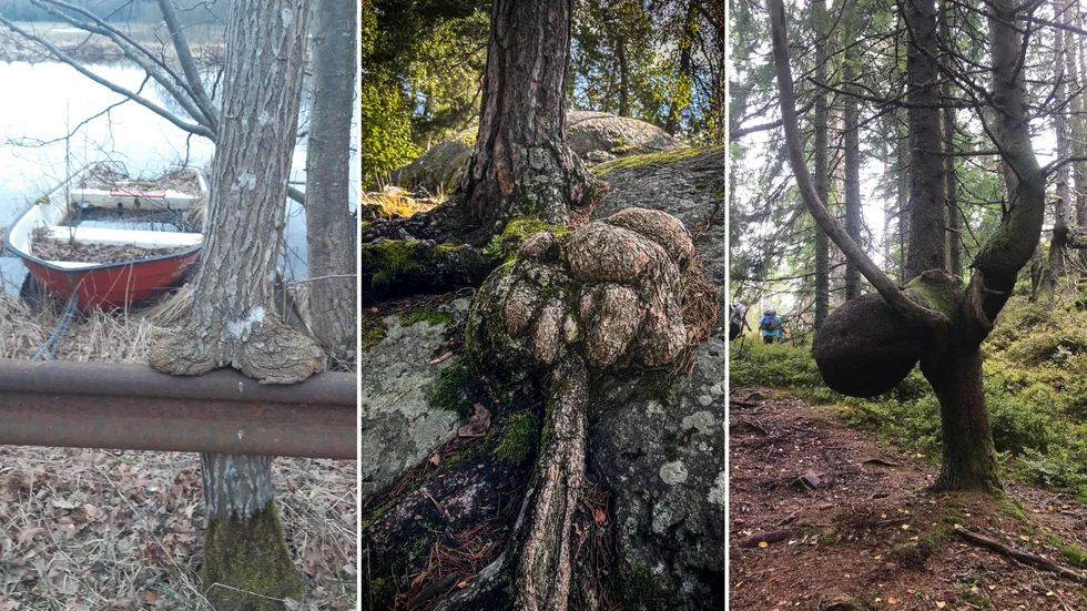 Vinnarna i Småland, Östergötland och Dalsland. Ett sittande träd, en märklig utväxt på en tall i Kolmården som "liknar något från yttre rymden", och ett älgliknande träd.