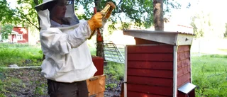 Honey-making heroes: The rise of Västerbotten beekeepers