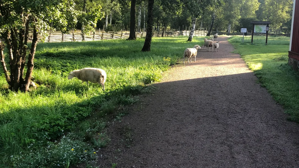 Tillsammans med en annan vardagshjälte kunde Carita Thörn få tillbaka fåren till Gästgivarehagen. 