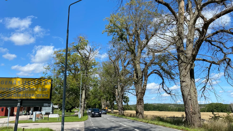 De gamla alléträden i Edsbruk blir allt färre, på grund av almsjukan.
