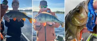 Fiskelycka för Piteåteamet – bäst av 400 tävlande lag