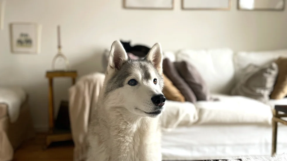 Silver är Vanessas första hund som hon räddade, i sju år har de varit bästa vänner. "Det tog tid men nu älskar han människor", säger hon.