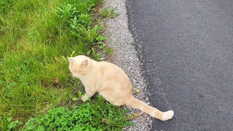 Det blev en långpromenad för huskatten Rurik. Tillbaka hem fick han skjuts av Maria Carlsson från Slättens katthjälp.