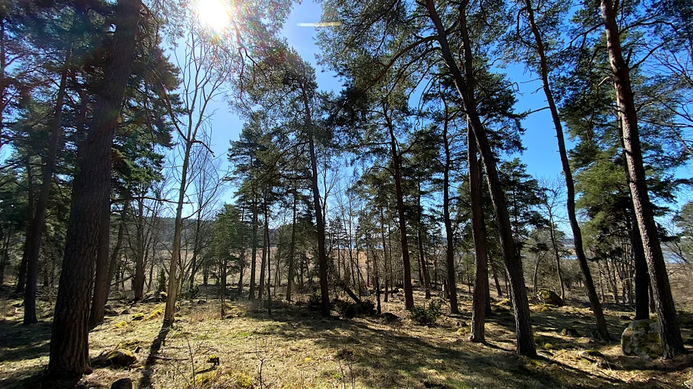 Offret hittades hängd i naturreservatet Hjälstaviken. Mordet tros ha varit en hämnd för en påstådd våldtäkt. 