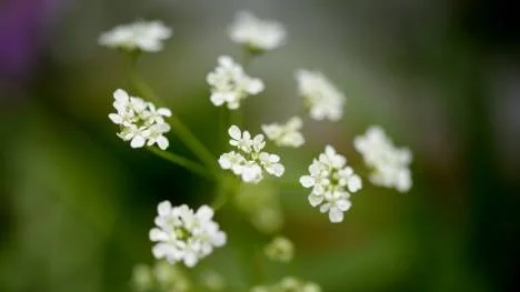 Plocka blommor i vägrenen och skapa sommarens finaste festdekorationer.