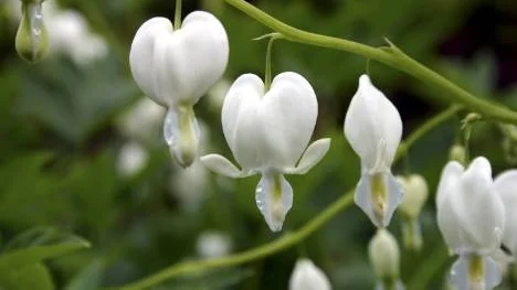 Löjtnantshjärta med vita blommor.