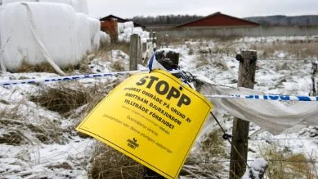 Halland 2008. 70 nötkreatur dog eller fick avlivas vid det senaste utbrottet av mjältbrand i Sverige. Sporerna fanns i grovfodret som skördats vid Viskans strand i Halland. På vintern dog den ena kon efter den andra.Foto: Björn Larsson Rosvall/Scanpix