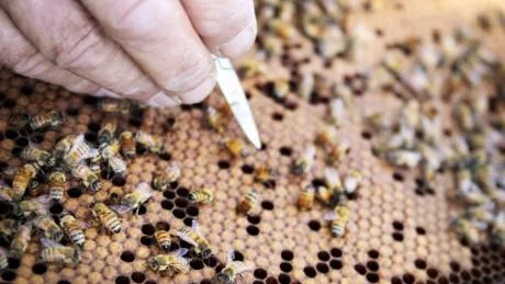 Täckta yngel. Biodynamiska biodlare tillåter inte galler som de moderna biodlarna. Drottningen får lägga sina ägg vart hon vill.