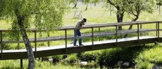 Torrskodd längs Paviken