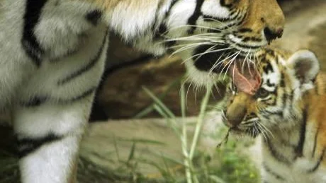 Kira, an Amur tiger, licks one of her cubs at the Philadelphia Zoo in Philadelphia, Thursday, Aug. 16, 2007. Three Amur tiger cubs, born May 24, 2007, made their public debut Thursday at the  Zoo.  (AP Photo/Matt Rourke)