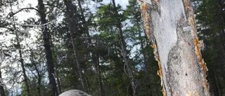 Lärorik naturstig fram  till orkidéerna