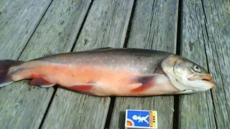 GRANN RÖDING. Marianne Långström, Luleå, passade på att fiska röding, när hon på midsommardagen besökte insjön Pieski, en mil nordost om Kåbdalis. Här visar hon glatt upp den största biten på 1.120 gram. Den magra rödingen mätte hela 58 centimeter. På den infällda bilden en mycket kraftigare röding som Marianne fick den 5 juli i Stora Utterträsk, Snesudden. Den krabaten var 51 centimeter men vägde 1.560 gram!