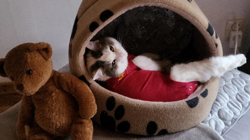 "Cleo vill leka hela tiden", säger Jimmy Hammarquist, som förklarar att katten har en body på sig eftersom hon förlorade päls på ryggen efter olyckan och tidigare har slickat upp sår.