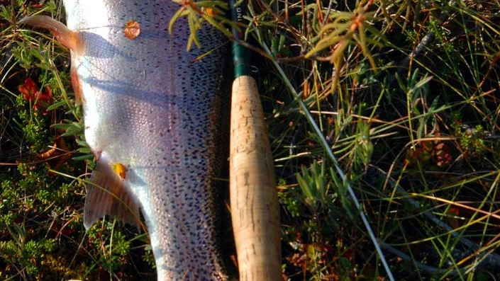 VACKER FISK. En intakt regnbåge från Kärsieisenjärvi i Tornedalen.