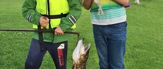 Niklas fångade drömharren