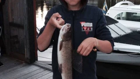 Fin harr 2. Fångad av Hugo Rosén vid Kluntarna i Luleå skärgård. Vikten 825 gram.
