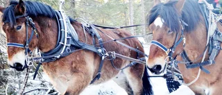 Skogens starka hästar