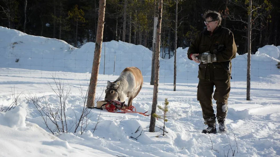 Vinnaren. Här får Ego Boy belöning av ägaren och tränaren Bengt Waranperä. "Äntligen", säger han och avslöjar att det som erbjuds är renlav.