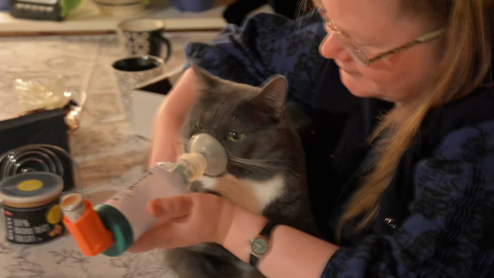 Astmakatt. Susanne Hjert administrerar medicineringen.