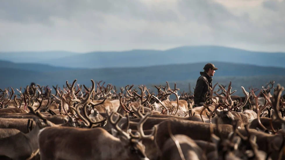 URSPRUNG. Suovas ska vara gjort av kött från renar i Sapmi. Här en bild från Gabna sameby i september 2013, där Tomas Marakatt spanar ut över hjorden.