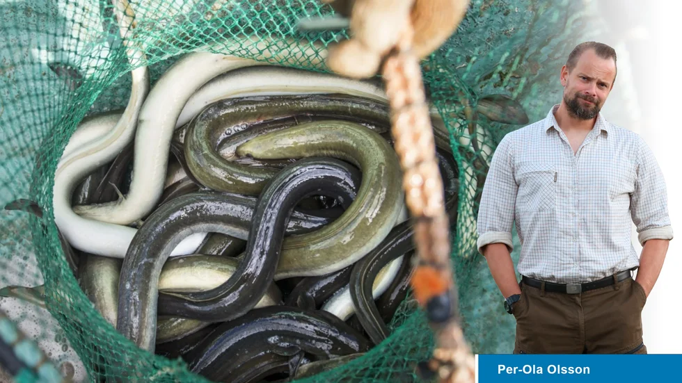 Det största problemet för PM Nilsson är att han har varit väldigt duktig på att kritisera andra för deras högst lagliga användning av naturen. Och sen tjuvfiskar han rödlistad ål. 