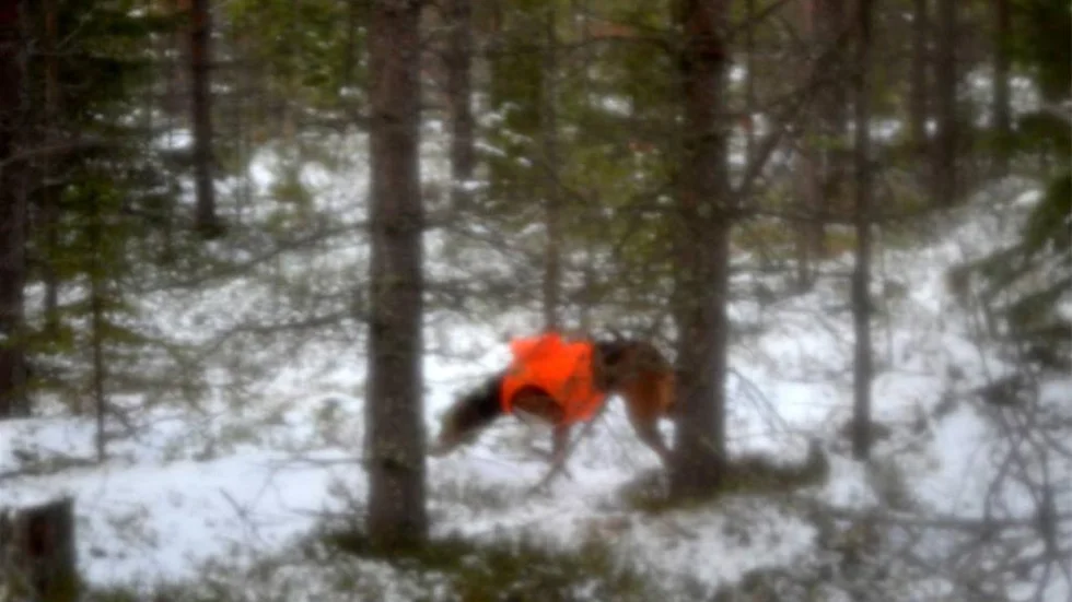 Lappmyrbergets Ronja skyndar förbi genom skogen på jakt efter en hare.