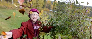 Här blommar syrenen