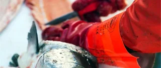 Yrkesfiskarnas egen analys – frisk fisk