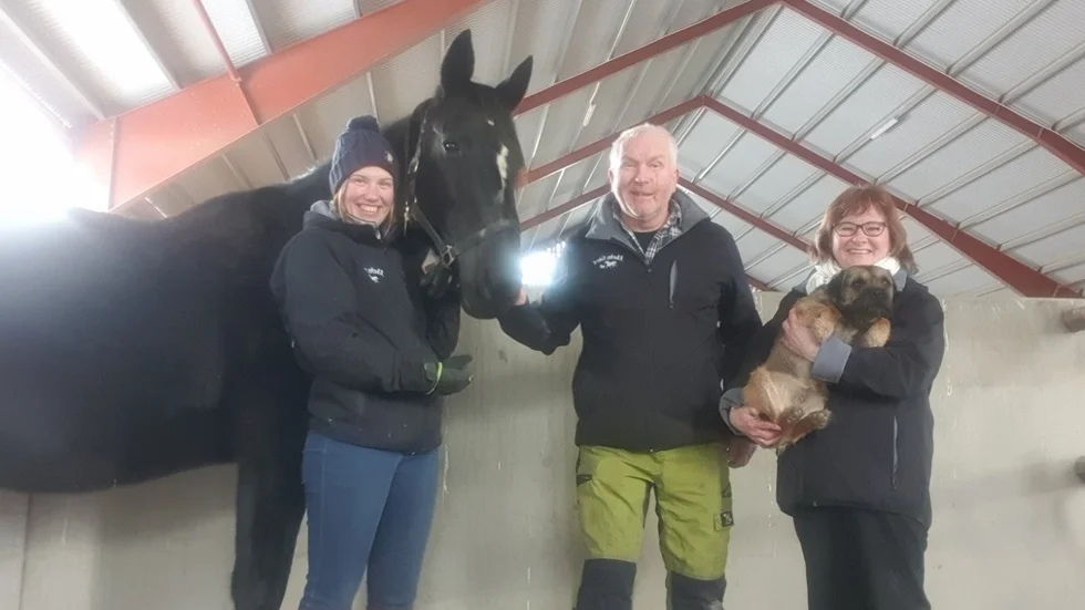 Erika Karlsson, Anders Karlsson och Ankis Axelsson med stoet Carelia Boko som hade tre avkommor till start på V75-tvälingarna i Örebro den gångna helgen. Detta uppmärksammades mycket. 