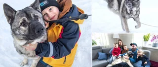 Hunden Roffe smet – miste ett ben – men överlevde mirakulöst 