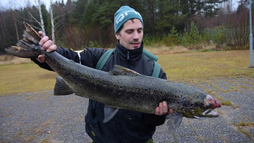 Räckte inte till seger. Niklas Hallenbo med sin lax på 7,8 kilo.