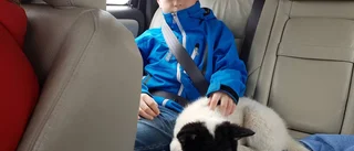 Tioårige Erik är en hejare på lockjakt
