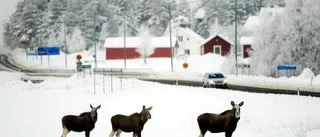 Mycket vilt på vägarna