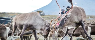 Kampen om fjällen: "Staten ska göra sig kvitt det rasistiska oket"
