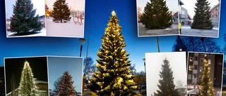 Så många pumlor får Pajalas gran