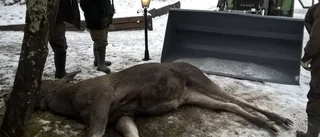 Mysteriet med älgen