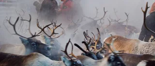 Får provborra i Kaitums urskog