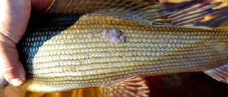 En annorlunda fiskesommar
