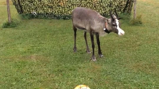 RENALDO? Nej, men Násti som är en ren fotbollstalang från Tärendö. Lirar boll med matte  Att lira boll med matte Caroline Johansson Svonni.