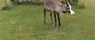 Tärendös Renaldo har hittat målet