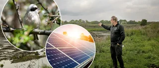 Pungmes stoppar bygget av Gotlands största solcellspark 
