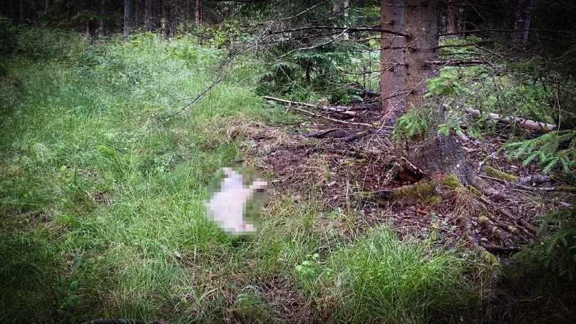 Polispatrullen hittade den döda hunden uppe i skogen.
