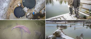 TV • De odlar regnbågar i Stenkumla: ”Jävla fin fisk”