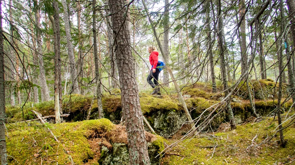 Kalmar läns 10 300 enskilda skogsägare bidrar till klimatnytta. Variationen i hur länets skogsägare brukar sin skog bidrar dessutom till biologisk mångfald och robusta skogsekosystem, skriver Anna Baglioni, chef för region syd på Holmen Skog.
